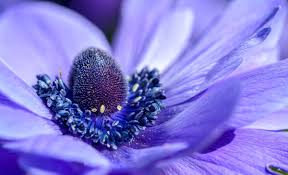 Spring planted flower bulbs such as dahlia, gladiolus, and lilies are planted in the spring and flower in the summer. World Love Flowers On Twitter Spot On Anemone Flowers This Is How You Start A Great Friday Happy Fact Anemones Are Bulbs And Are Best Planted In The Fall To