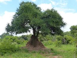 Image result for Boscia matabelensis