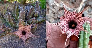 Image result for Huernia erectiloba