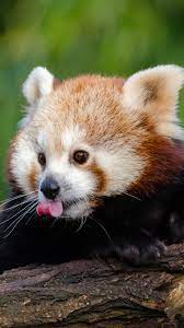 Animal Red Panda 1080x1920 Mobile Wallpaper Red Panda Cute Red Panda Baby Red Panda