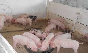 Acesta site este specializat pe servicii de intermediere vanzare,cumparare, inchiriere case ,vile si terenuri in orasul iasi si localitati limitrofe iasului. Purcei De Vanzare De RasÄƒ Stiriagricole Ro