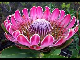The color pink oozes cheer. Top 25 Most Beautiful Flowers In The World Youtube