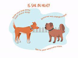 The first reproductive cycle starts when the dog hits puberty and it usually happens twice a year. Is My Puppy In Heat Banfield Pet Hospital