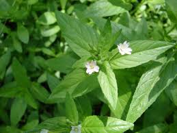 Image result for Epilobium salignum