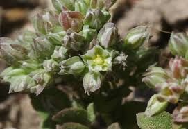 Image result for Polycarpon tetraphyllum