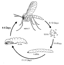 Eggs and larvae can't survive without constant moist surroundings. How To Get Rid Of Fungus Gnats In Houseplants Organically Homestead And Chill