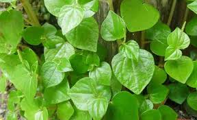 By margaret tuttle mcgrath, department of plant pathology, long island horticultural research and extension center, cornell. Peperomia Plants Radiator Plants Care Types Toxicity And More