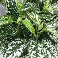 Image result for Hypoestes cancellata