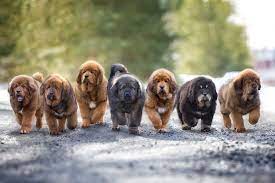 New Program Rewards Breeders For Puppy Registrations American Kennel Club Puppies American Kennel Club Dog Friends