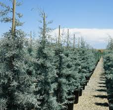 Image result for Cupressus arizonica