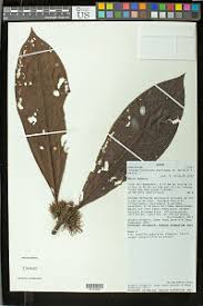 Image result for Psydrax mutimushii