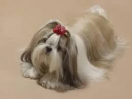 I palpated a large bladder stone the size of a golf ball. Shih Tzu Vomiting Possible Reasons And How To Take Care