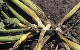 I figured i would have so many of these things, that after my family had used them until we were sick of them, my neighbors would go running when they saw me, so as not to have to. Squash Diseases And Pests Description Uses Propagation