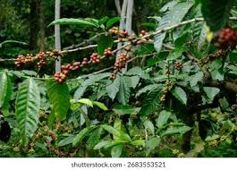 Image result for Coffea canephora