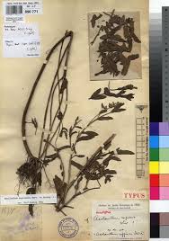 Image result for Aeollanthus suaveolens