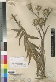 Image result for Macledium sessiliflorum