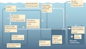 •provides fast acting and long lasting source of sulfur. Sulfur Metabolites In The Pelagic Ocean Nature Reviews Microbiology