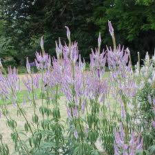 Veronicastrum is a genus of two species and differs from veronica only in the. Kandelaber Ehrenpreis Fascination Veronicastrum Virginicum Fascination Diese Auffallige Attraktive Staude Mit Hell Purpurvioletten Blutentrauben Bevorzugt Einen Sonnig Bis Halbschattigen Standort Native Plants