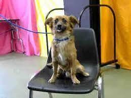 In the last decade hundreds of thousands of dogs have been transported from u.s. Pictures Of Urgent 2 23 Devore A Spaniel Unknown Type For Adoption In San Bernardino Ca Who Needs A Loving Home Kitten Adoption Pets Pitbull Terrier