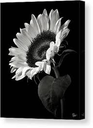 Simply fold up the bed when not in use to reclaim living area. Black And White Flower Wall Art Pixels