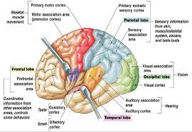 The Human Brain Cortex And Its Parts 16 Download