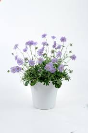 Image result for Scabiosa col.`Butterfly Blue`