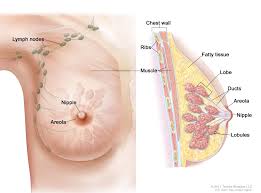Image result for breast cancer