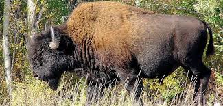 Two extant and six extinct species are recognised. Nordamerika Freiheit Fur Die Bisons Panorama Gesellschaft Tagesspiegel