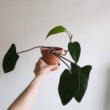 Maybe you would like to learn more about one of these? Philodendron Erubescens Red Emerald Philodendron Red Emerald Uploaded By Pewpewpew