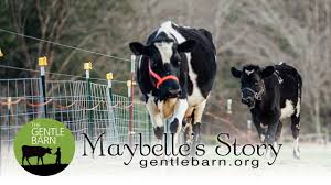 Caring for animals is said to help people deal with their own problems. Animals The Gentle Barn