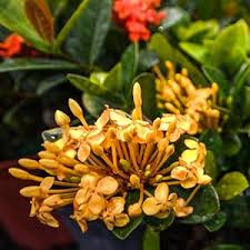 Image result for Ixora laurentii