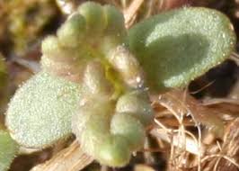 Image result for Rhinacanthus xerophilus