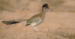 Birds Of The Southwest Desert A Bird Born To Run The Greater Roadrunner Can Outrace A Human Kill A Rattlesnake And Thrive In The Harsh Landsca In 2020 Greater Roadrunner Road Runner Birds Flying