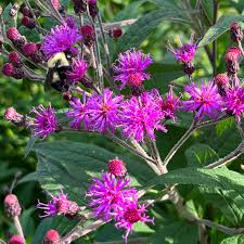 Image result for Vernonia galpinii