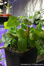 Image result for Cissus quadrangularis