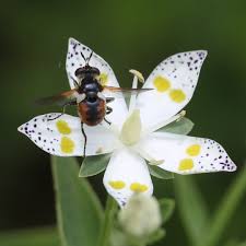 Image result for Swertia erosula