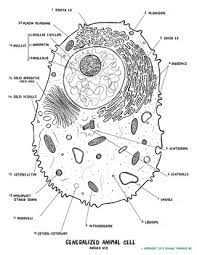 Check spelling or type a new query. Animal Cell Biology Coloring Sheet And Anatomy Worksheet By Science Graphics