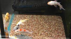 Maybe you would like to learn more about one of these? Petition Walmart Walmart Please Stop Selling Fish Change Org