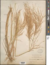 Image result for Arundinella