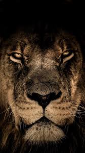 Lion Muzzle Mane Wallpaper Lion Pictures Animal Wallpaper Lion Wallpaper
