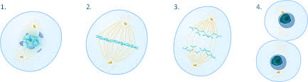 Mitosis lecture materials used to supplement actual college biology courses. The Cell Cycle Its Phases And Checkpoints An Overview Phi