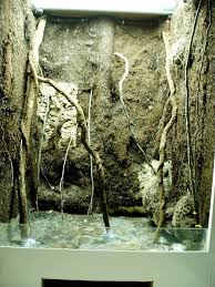 Display Vivarium Update Planted Dendroboard Vivarium Aquarium Backgrounds Animal Habitats