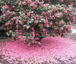 Camellia Flower Bush Tree Of Life Vkqdb0znre Camellia Flower Flowering Bushes Indoor Flowering Plants