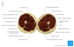 The section has been ground and dried, hence the lacunae… Cross Sectional Anatomy Kenhub