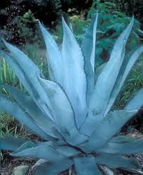 It is named after botanist frédéric albert constantin weber. Agave Protamericana Silver Surfer Succulent Landscaping Agave Plant Blue Plants
