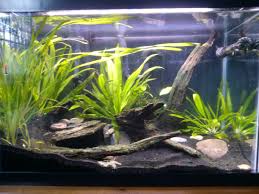 Aquascapers do their best to avoid symmetry. Pin On Fish