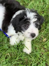 Aussie Doodles Puppies For Sale Columbia Mo 298268