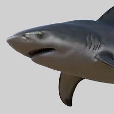 3d Model Bull Shark Bull Shark Shark 3d Model