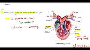 Early systolic murmur early systolic murmurs begin with the first sound and peak in the first In Which Class Of Vertebrates 3 Chambered Heart Is Found Youtube