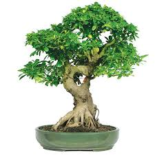 How often a tree needs to be watered depends on several factors such as; Ficus Bonsai Care Ficus Bonsai Tree Bonsai Tree Bonsai Ficus